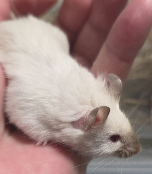 Male Mice Carousel 8