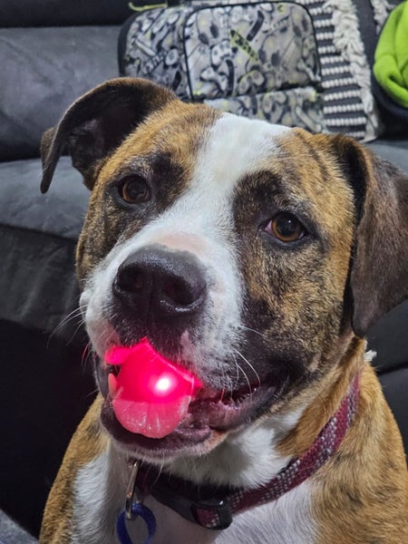 Free to a good home Carousel 2