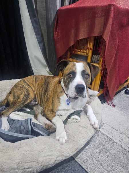 Free to a good home Carousel 1