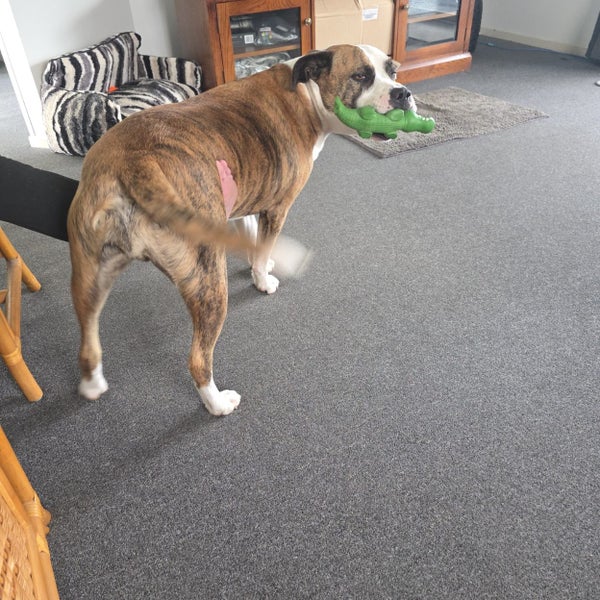 Free to a good home Carousel 8