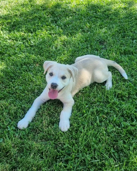 Tess - PUPPY Pound Hounds Rescue Carousel 2