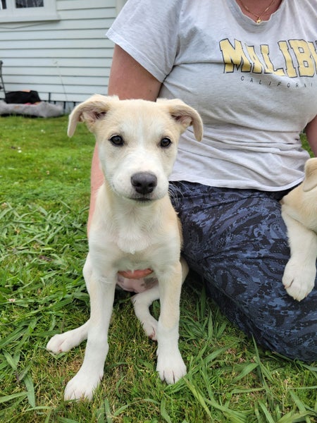 Tess - PUPPY Pound Hounds Rescue Carousel 1