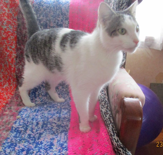 HUMANE SOCIETY RESCUE CAT - GEORGE CLOONEY Carousel 1