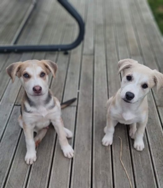 Tess - PUPPY Pound Hounds Rescue Carousel 15