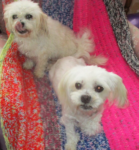 HUMANE SOCIETY RESCUE DOGS - CATH AND CLEO Carousel 1