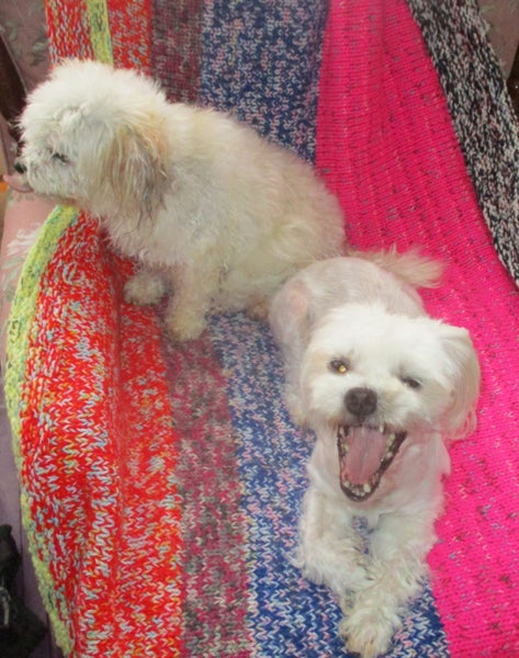 HUMANE SOCIETY RESCUE DOGS - CATH AND CLEO Carousel 2