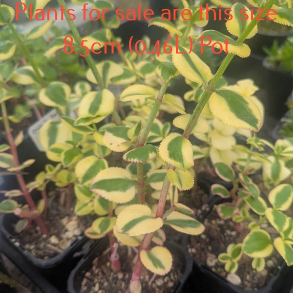 Crassula Sarmentosa Comet | Variegated Trailing Jade Plant Carousel 2