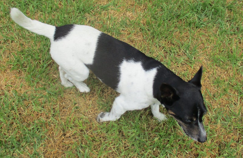 HUMANE SOCIETY RESCUE DOG - MACEY Carousel 2