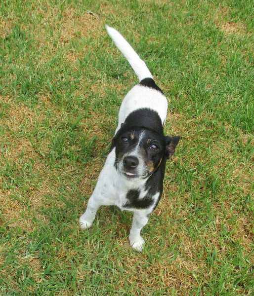 HUMANE SOCIETY RESCUE DOG - MACEY Carousel 1