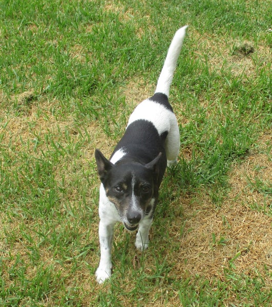 HUMANE SOCIETY RESCUE DOG - MACEY Carousel 3