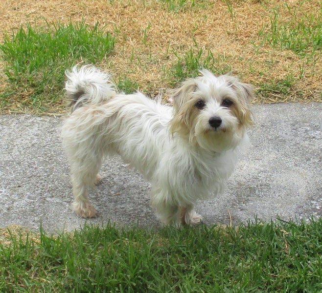 HUMANE SOCIETY RESCUE DOG - KENNY Carousel 2