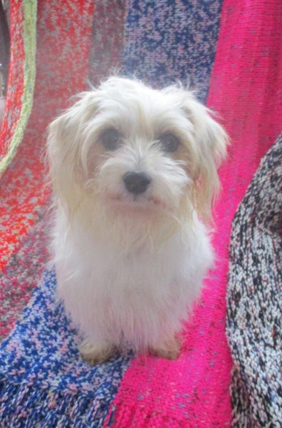 HUMANE SOCIETY RESCUE DOG - KENNY Carousel 1