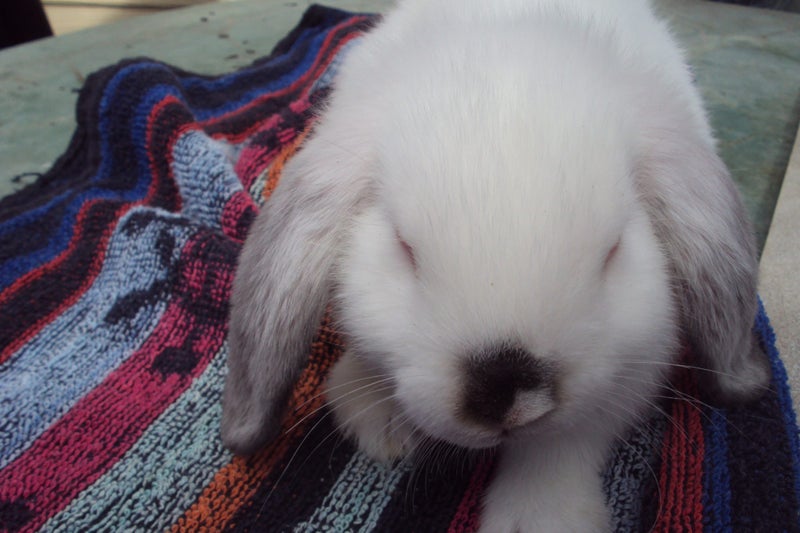 Baby Mini Lop Bunnies Carousel 2
