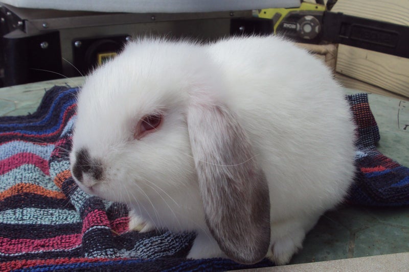 Baby Mini Lop Bunnies Carousel 1
