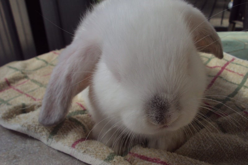 Baby Mini Lop Bunnies Carousel 12