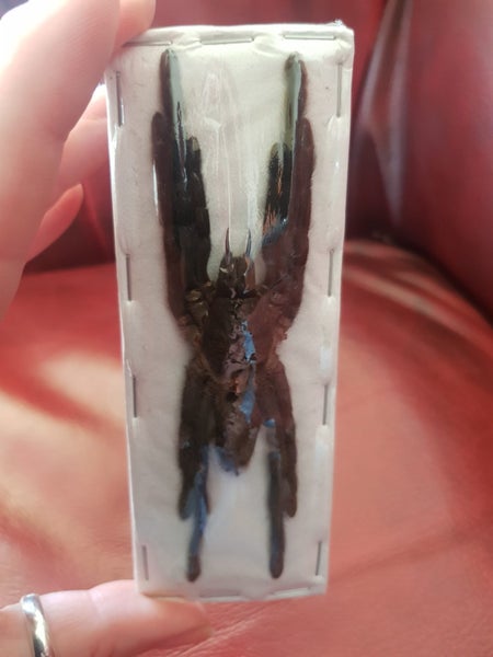 Taxidermy Tarantula (dehydrated) Carousel 2