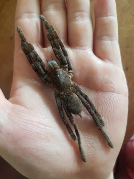 Taxidermy Tarantula (dehydrated) Carousel 1