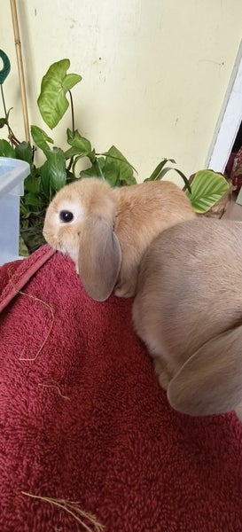 Minilop kits Carousel 2