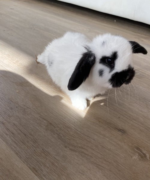 Rabbits x 2 + Set Up Carousel 1