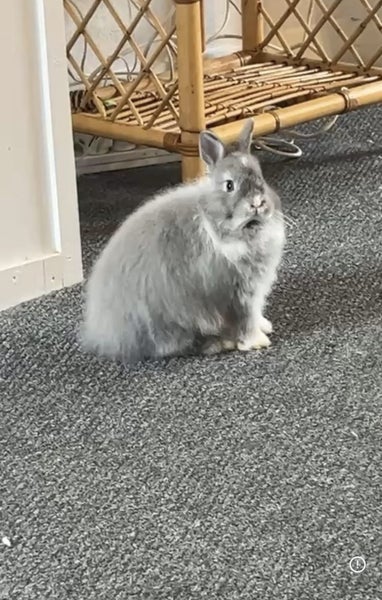 Rabbits x 2 + Set Up Carousel 2