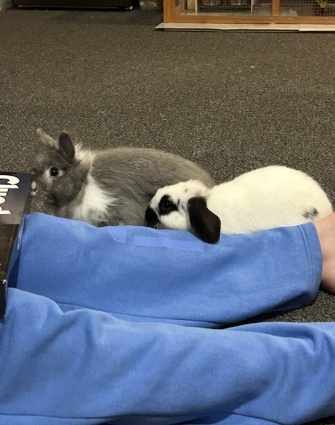 Rabbits x 2 + Set Up Carousel 6