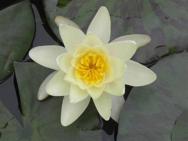 Water ponds. Free - standing. 150ltr. Carousel 2