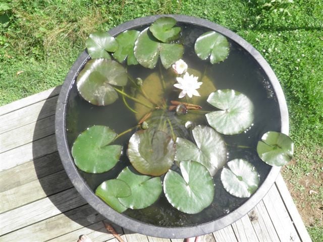 Water ponds. Free - standing. 150ltr. Carousel 5
