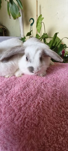 Minilop kits Carousel 10