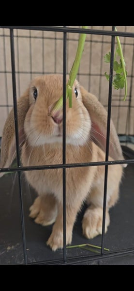Purebred Mini Lop Bunny Babies Carousel 18