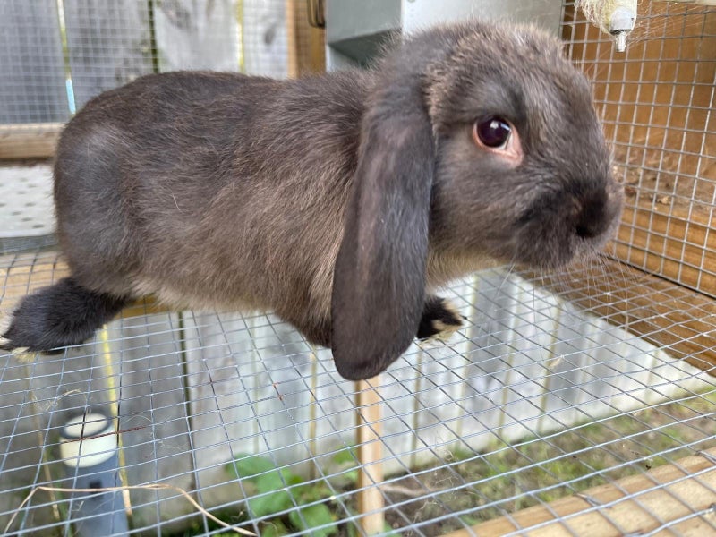 Purebred Mini lop kits Carousel 1