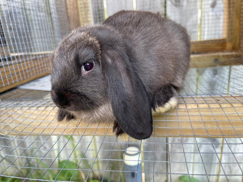 Purebred Mini lop kits Carousel 2