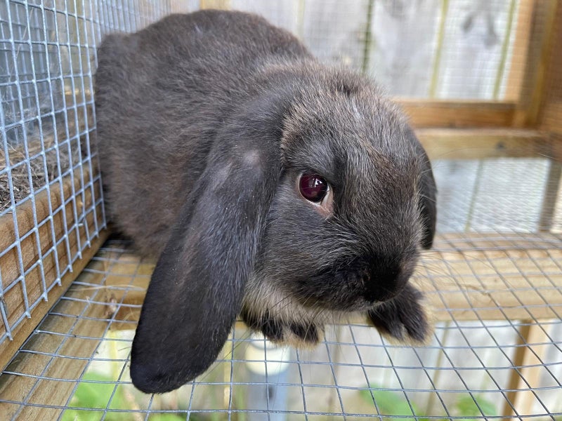 Purebred Mini lop kits Carousel 2