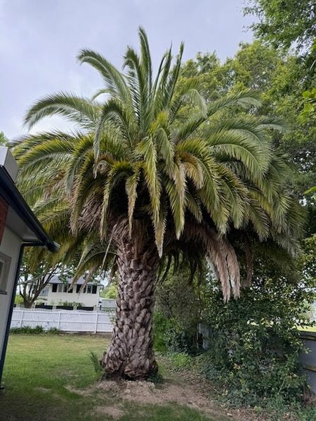 Large Established Palm Tree - $1 Reserve! Carousel 3