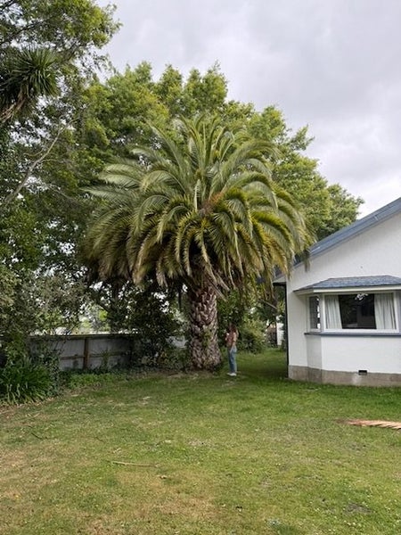 Large Established Palm Tree - $1 Reserve! Carousel 2