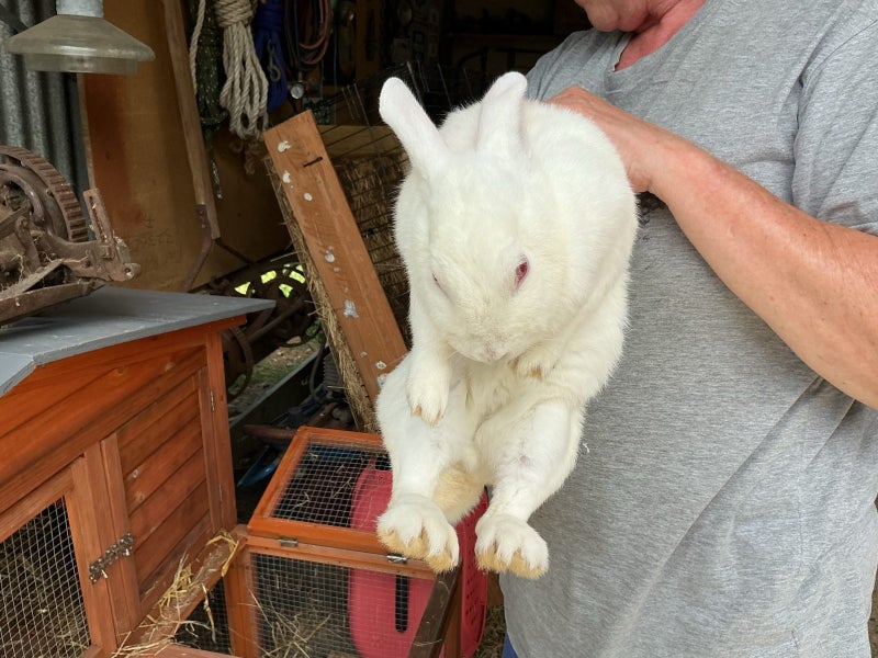 Nz White Rabbit needs new family Carousel 2