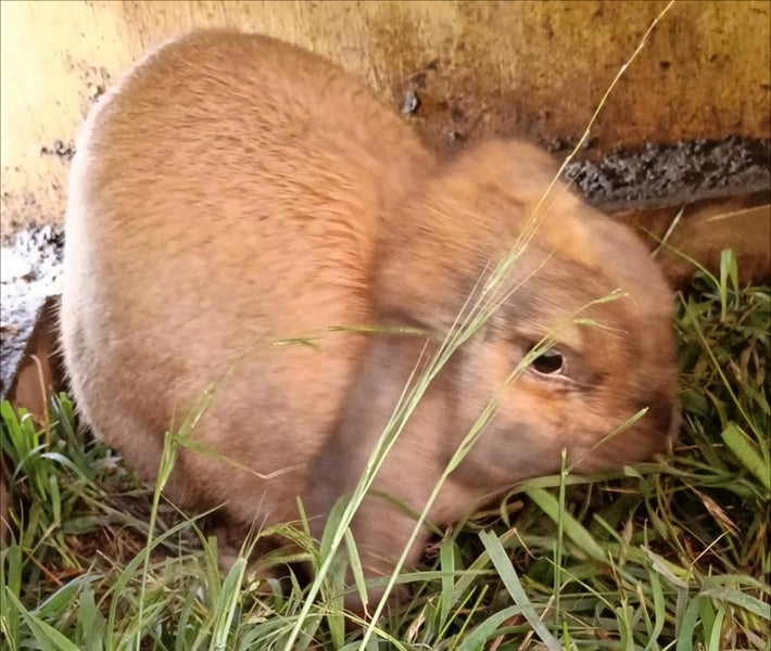 Purebred mini lop bunnies Carousel 2