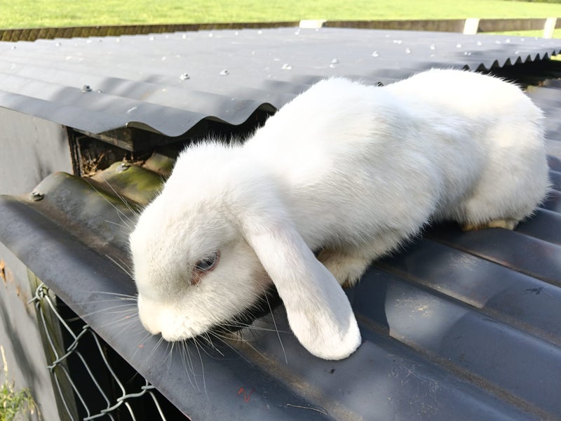 Purebred mini lop bunnies Carousel 4
