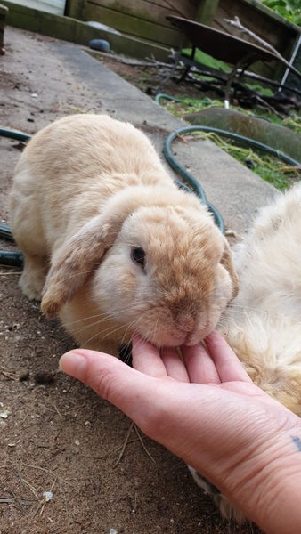 Mini Lop Fawn Rabbit needing a new home Carousel 2
