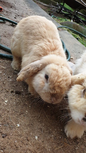 Mini Lop Fawn Rabbit needing a new home Carousel 5