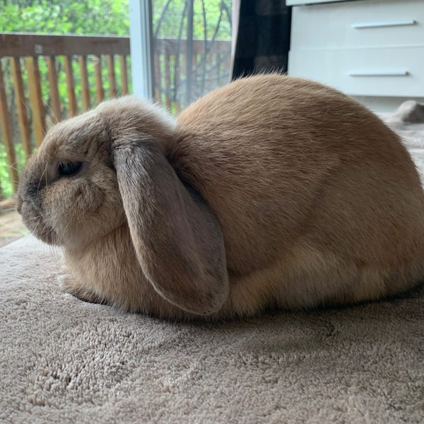 Mini Lop Fawn Rabbit needing a new home Carousel 1