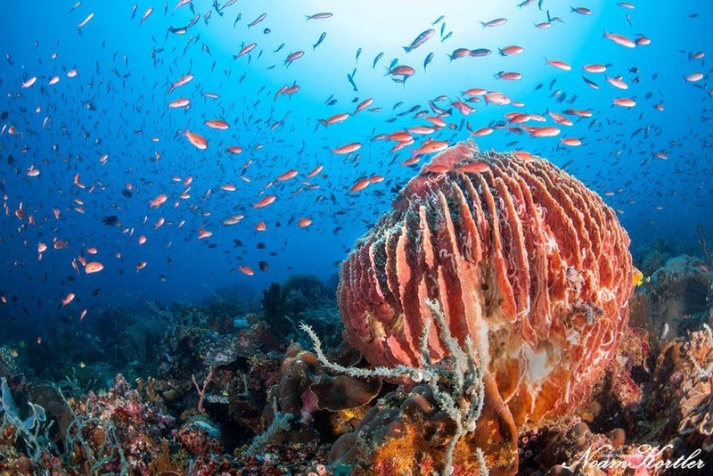 Puerto Galera Dive Trip 2026 - NZDiver Holiday with Verde Island & 26 Dives Carousel 1