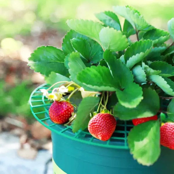 Strawberry Support, 5PCS Green Plastic Strawberry Plant Growing Support Pra Carousel 7