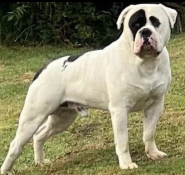 Purebred American Bulldog puppies $1200 Carousel 1