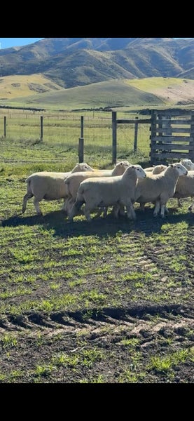 Lilburne Station Carousel 2