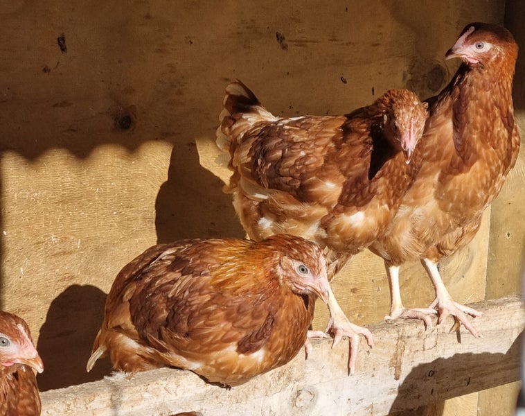 Laying Pullets Carousel 1