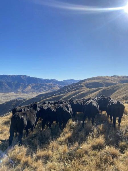 Lilburne Station Carousel 9