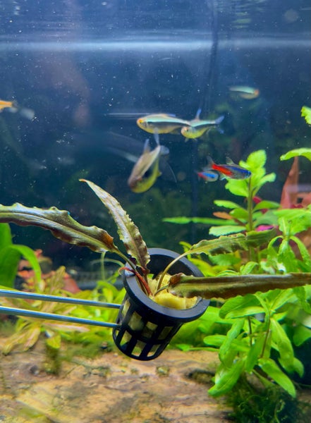 Cryptocoryne Wendtii 'Brown' Aquarium Plant Carousel 1