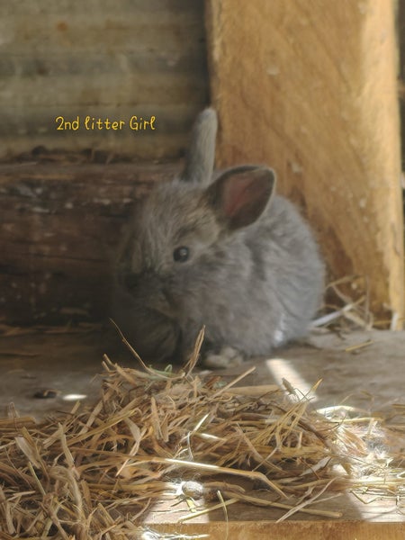 Jersey Wooly Babies Carousel 2