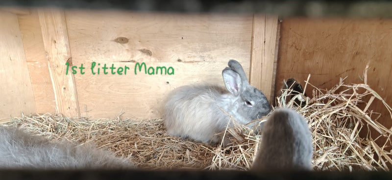 Jersey Wooly Babies Carousel 10