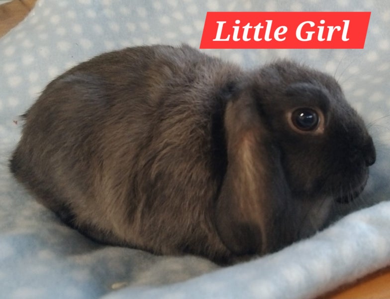 Stunning Minilop Baby Bunnies Carousel 1